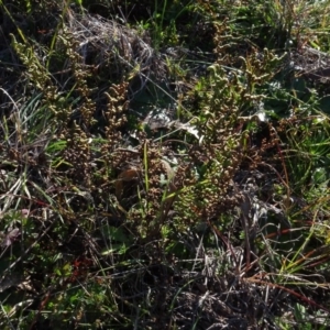 Cheilanthes sieberi at Murrumbateman, NSW - 5 Jul 2020