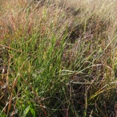 Tricoryne elatior (Yellow Rush Lily) at Murrumbateman, NSW - 5 Jul 2020 by AndyRussell