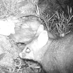 Trichosurus vulpecula at Gordon, ACT - 6 Jul 2020 12:03 AM