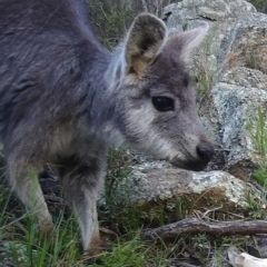 Osphranter robustus robustus (Eastern Wallaroo) at Rob Roy Range - 1 Jul 2020 by ChrisHolder