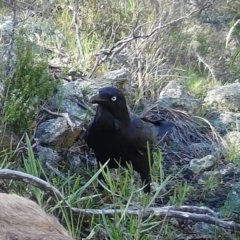 Corvus coronoides (Australian Raven) at Rob Roy Range - 5 Jul 2020 by ChrisHolder