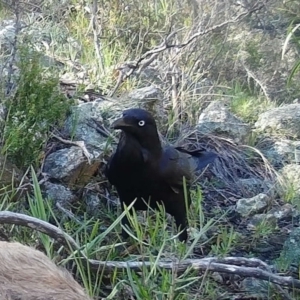 Corvus coronoides at Gordon, ACT - 5 Jul 2020