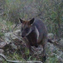 Wallabia bicolor (Swamp Wallaby) at Rob Roy Range - 3 Jul 2020 by ChrisHolder