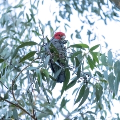 Callocephalon fimbriatum (Gang-gang Cockatoo) at Penrose, NSW - 30 Jun 2020 by Aussiegall