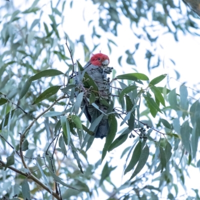 Callocephalon fimbriatum (Gang-gang Cockatoo) at Penrose, NSW - 30 Jun 2020 by Aussiegall