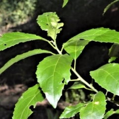 Claoxylon australe (Brittlewood) at Worrigee, NSW - 6 Jul 2020 by plants