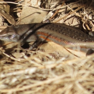 Carlia tetradactyla at Conder, ACT - 7 Jul 2020