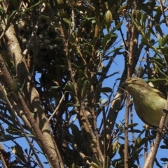 Smicrornis brevirostris at Evatt, ACT - 7 Jul 2020