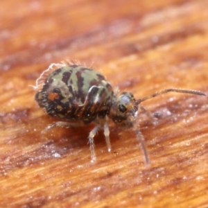 Symphypleona sp. (order) at Hackett, ACT - 7 Jul 2020