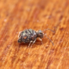 Symphypleona sp. (order) at Hackett, ACT - 7 Jul 2020