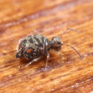 Symphypleona sp. (order) at Hackett, ACT - 7 Jul 2020