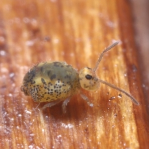 Symphypleona sp. (order) at Hackett, ACT - 7 Jul 2020 03:24 PM