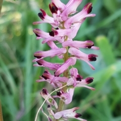 Fumaria bastardii (Bastard Fumitory) at Lower Molonglo - 7 Jul 2020 by trevorpreston