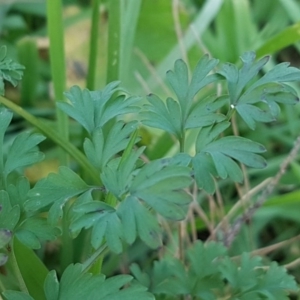 Fumaria bastardii at Molonglo River Reserve - 7 Jul 2020