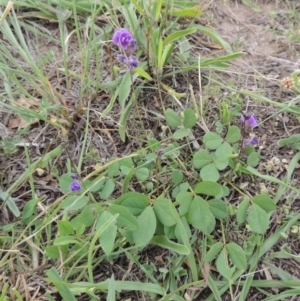 Glycine tabacina at Weston, ACT - 2 Mar 2020