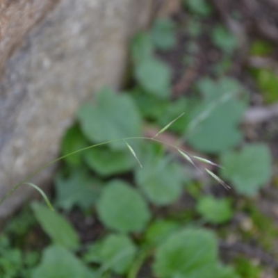 Rytidosperma sp. (Wallaby Grass) at Wamboin, NSW - 19 May 2020 by natureguy