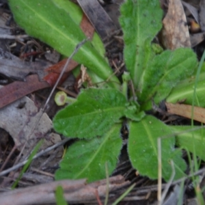 Solenogyne gunnii at Wamboin, NSW - 19 May 2020