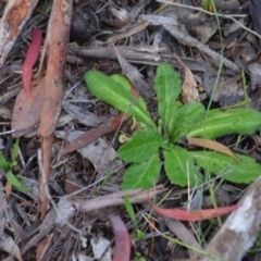 Solenogyne gunnii at Wamboin, NSW - 19 May 2020 11:41 AM