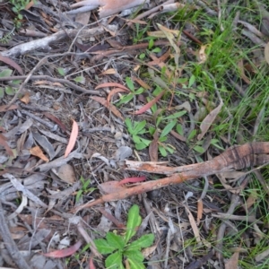 Solenogyne gunnii at Wamboin, NSW - 19 May 2020