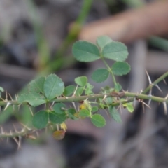 Rosa rubiginosa (Sweet Briar, Eglantine) at Wamboin, NSW - 19 May 2020 by natureguy