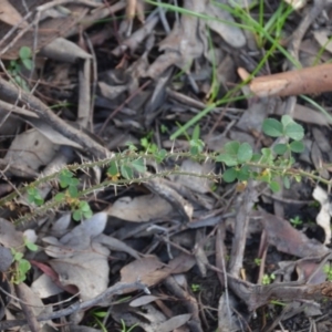 Rosa rubiginosa at Wamboin, NSW - 19 May 2020