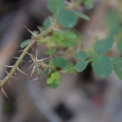 Rosa rubiginosa at Wamboin, NSW - 19 May 2020 11:42 AM