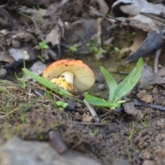 Amanita xanthocephala at Wamboin, NSW - 19 May 2020 11:45 AM