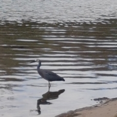 Egretta novaehollandiae (White-faced Heron) at Cunjurong Point, NSW - 8 Jul 2020 by JulieL