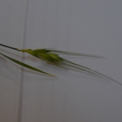 Triticum aestivum (Common Wheat) at Wamboin, NSW - 20 Jun 2020 by natureguy