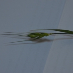 Triticum aestivum at Wamboin, NSW - 20 Jun 2020 01:52 PM