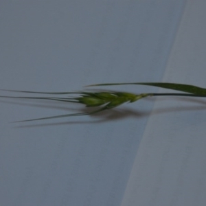 Triticum aestivum at Wamboin, NSW - 20 Jun 2020