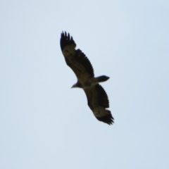 Haliaeetus leucogaster at Fyshwick, ACT - 7 Jul 2020