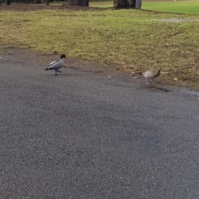 Chenonetta jubata (Australian Wood Duck) at Manyana, NSW - 8 Jul 2020 by JulieL