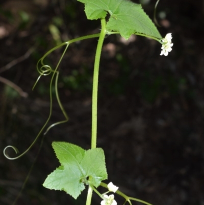 Sicyos australis (Star Cucumber) at Far Meadow, NSW - 6 Jul 2020 by plants