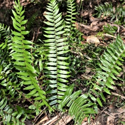 Pellaea falcata (Sickle Fern) at Far Meadow, NSW - 7 Jul 2020 by plants