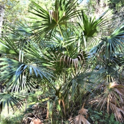 Livistona australis (Australian Cabbage Palm) at Far Meadow, NSW - 7 Jul 2020 by plants