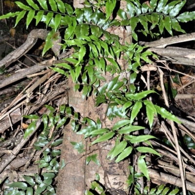 Arthropteris tenella (Climbing Fern) at Far Meadow, NSW - 7 Jul 2020 by plants