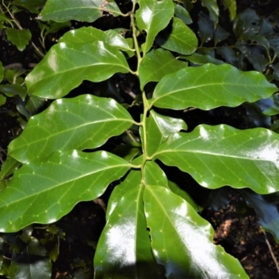 Pennantia cunninghamii (Brown Beech) at Far Meadow, NSW - 6 Jul 2020 by plants