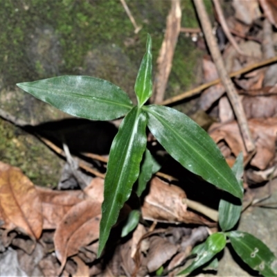 Aneilema acuminatum at Far Meadow, NSW - 6 Jul 2020 by plants