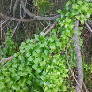 Asparagus asparagoides at O'Connor, ACT - 8 Jul 2020