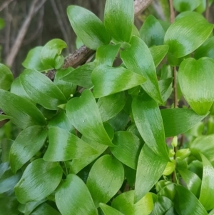 Asparagus asparagoides at O'Connor, ACT - 8 Jul 2020