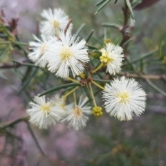 Acacia genistifolia (Early Wattle) at O'Connor, ACT - 8 Jul 2020 by trevorpreston