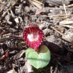 Corybas undulatus (Tailed Helmet Orchid) - 1 Jan 1900 by JoanH