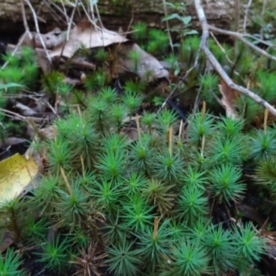 Dawsonia longiseta (Moss) at Tewantin, QLD - 27 Jun 2020 by JoanH