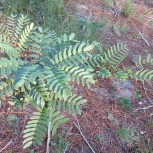 Acacia elata at Isaacs, ACT - 8 Jul 2020