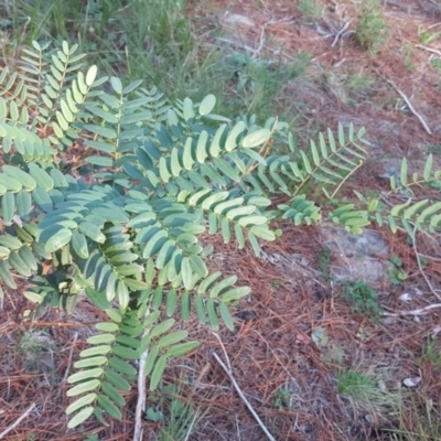 Acacia elata (Mountain Cedar Wattle) at Isaacs, ACT - 8 Jul 2020 by Mike