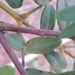 Acacia elata at Isaacs, ACT - 8 Jul 2020