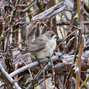 Aphelocephala leucopsis at Stromlo, ACT - 8 Jul 2020