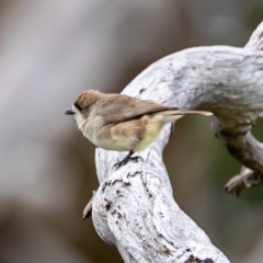 Aphelocephala leucopsis at Stromlo, ACT - 8 Jul 2020