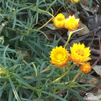 Xerochrysum viscosum (Sticky Everlasting) at Yarralumla, ACT - 8 Jul 2020 by JaneR